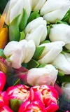 SCS Standards is pleased to announce that a version 4.0 of the SCS-001-2 Certification Standard for Veriflora® Sustainably Grown Cut Flowers and Potted Plants is now available for public review.  