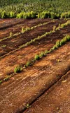 SCS Standards Releases Revised SCS Responsibly Managed Peatlands Standard for Public Review 