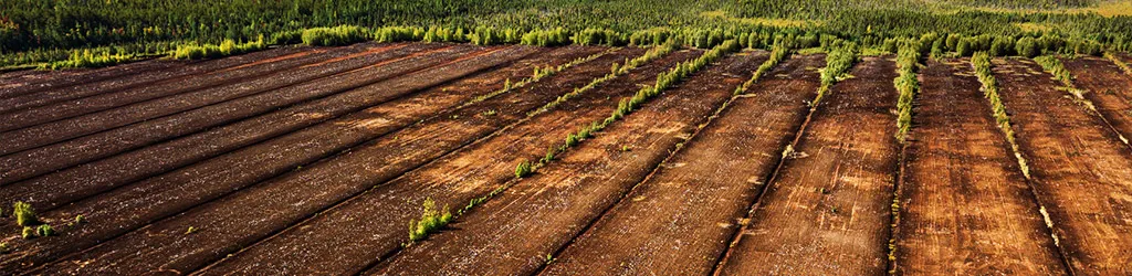 SCS Standards Releases Revised SCS Responsibly Managed Peatlands Standard for Public Review 