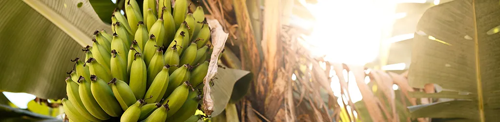 Sustainably Grown® Standard Achieves SAI FSA Silver Level Equivalence